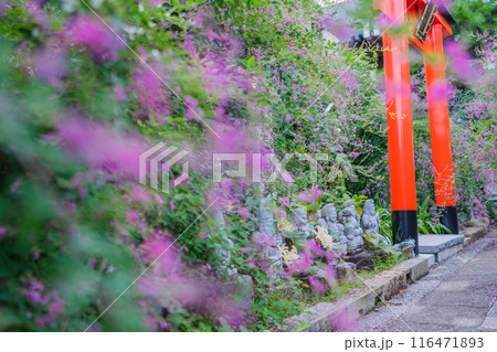 京都市伏見区勝念寺（かましきさん）に咲く清楚な秋の七草萩を撮影 116471893