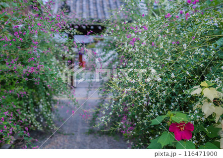 京都市伏見区勝念寺（かましきさん）に咲く清楚な秋の七草萩を撮影 116471900