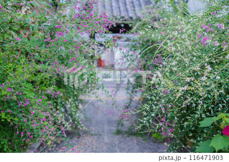 京都市伏見区勝念寺(かましきさん)に咲く清楚な秋の七草萩を撮影 京都市伏見区勝念寺(かましきさん)に咲く清楚な秋の七草萩を撮影 116471903