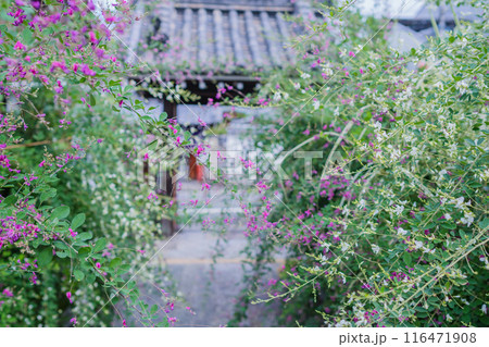 京都市伏見区勝念寺（かましきさん）に咲く清楚な秋の七草萩を撮影 116471908