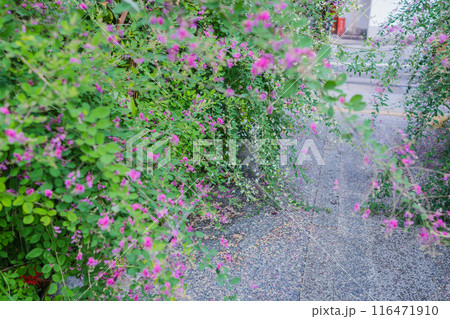 京都市伏見区勝念寺(かましきさん)に咲く清楚な秋の七草萩を撮影 京都市伏見区勝念寺(かましきさん)に咲く清楚な秋の七草萩を撮影 116471910