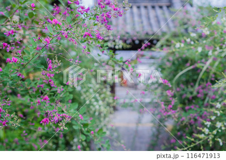 京都市伏見区勝念寺（かましきさん）に咲く清楚な秋の七草萩を撮影 116471913