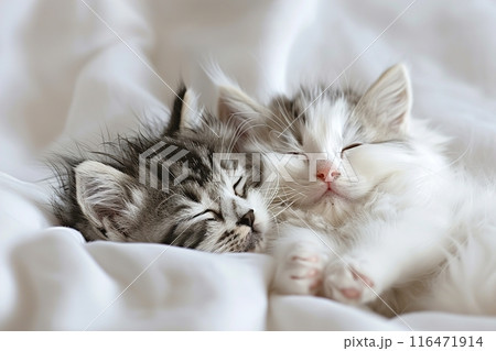 Two cute gray kittens sleep on a white blanket 116471914