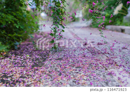 京都市伏見区勝念寺（かましきさん）に咲く清楚な秋の七草萩を撮影 116471923