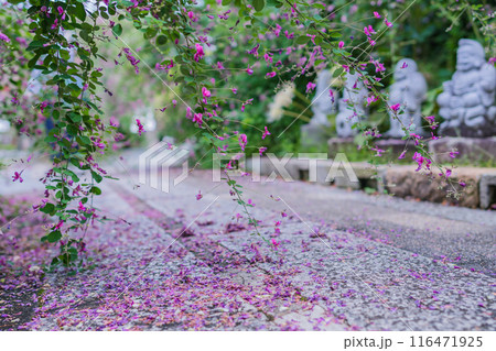 京都市伏見区勝念寺（かましきさん）に咲く清楚な秋の七草萩を撮影 116471925
