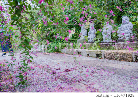 京都市伏見区勝念寺（かましきさん）に咲く清楚な秋の七草萩を撮影 116471929