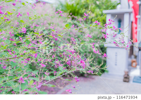 京都市伏見区勝念寺（かましきさん）に咲く清楚な秋の七草萩を撮影 116471934