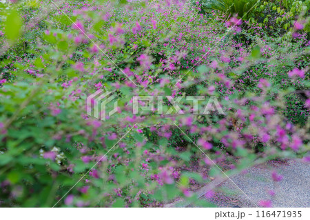 京都市伏見区勝念寺（かましきさん）に咲く清楚な秋の七草萩を撮影 116471935