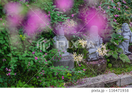 京都市伏見区勝念寺（かましきさん）に咲く清楚な秋の七草萩を撮影 116471938
