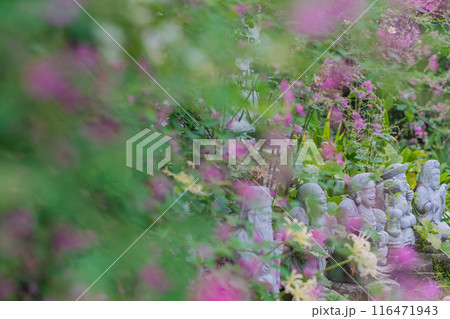 京都市伏見区勝念寺（かましきさん）に咲く清楚な秋の七草萩を撮影 116471943