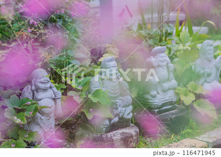 京都市伏見区勝念寺（かましきさん）に咲く清楚な秋の七草萩を撮影 116471945