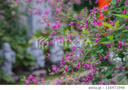 京都市伏見区勝念寺（かましきさん）に咲く清楚な秋の七草萩を撮影 116471946