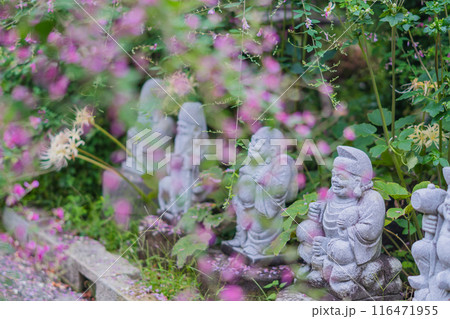 京都市伏見区勝念寺（かましきさん）に咲く清楚な秋の七草萩を撮影 116471955