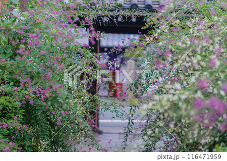 京都市伏見区勝念寺(かましきさん)に咲く清楚な秋の七草萩を撮影 京都市伏見区勝念寺(かましきさん)に咲く清楚な秋の七草萩を撮影 116471959