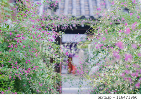 京都市伏見区勝念寺（かましきさん）に咲く清楚な秋の七草萩を撮影 116471960