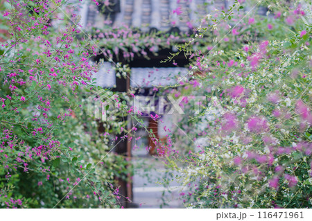 京都市伏見区勝念寺(かましきさん)に咲く清楚な秋の七草萩を撮影 京都市伏見区勝念寺(かましきさん)に咲く清楚な秋の七草萩を撮影 116471961