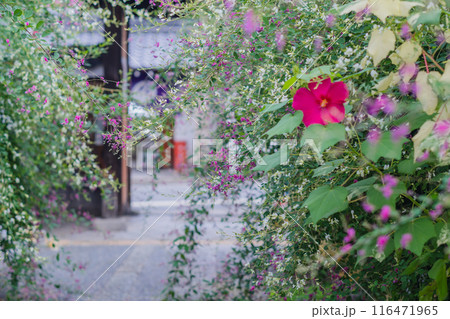 京都市伏見区勝念寺(かましきさん)に咲く清楚な秋の七草萩を撮影 京都市伏見区勝念寺(かましきさん)に咲く清楚な秋の七草萩を撮影 116471965