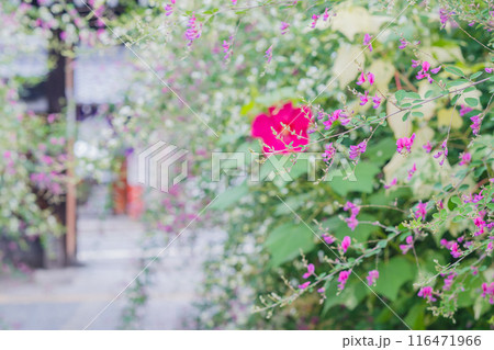 京都市伏見区勝念寺（かましきさん）に咲く清楚な秋の七草萩を撮影 116471966