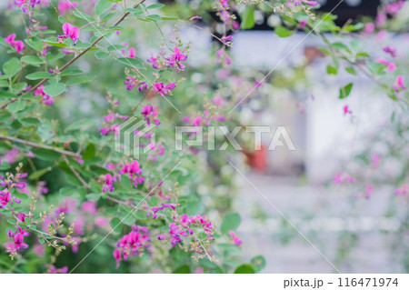京都市伏見区勝念寺（かましきさん）に咲く清楚な秋の七草萩を撮影 116471974