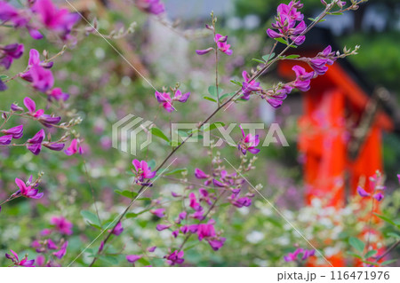 京都市伏見区勝念寺（かましきさん）に咲く清楚な秋の七草萩を撮影 116471976