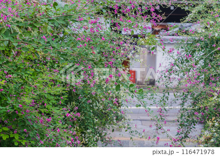 京都市伏見区勝念寺（かましきさん）に咲く清楚な秋の七草萩を撮影 116471978