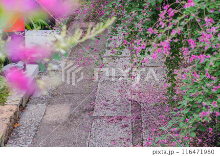 京都市伏見区勝念寺（かましきさん）に咲く清楚な秋の七草萩を撮影 116471980