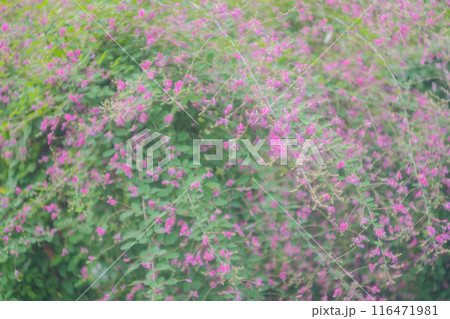 京都市伏見区勝念寺（かましきさん）に咲く清楚な秋の七草萩を撮影 116471981