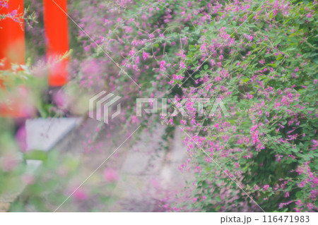 京都市伏見区勝念寺（かましきさん）に咲く清楚な秋の七草萩を撮影 116471983