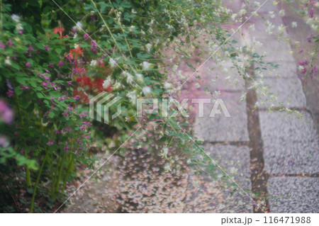 京都市伏見区勝念寺（かましきさん）に咲く清楚な秋の七草萩を撮影 116471988