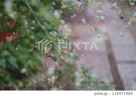 京都市伏見区勝念寺（かましきさん）に咲く清楚な秋の七草萩を撮影 116471989