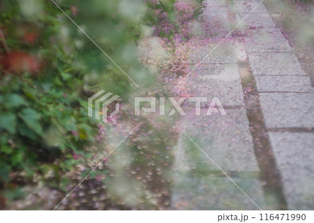 京都市伏見区勝念寺（かましきさん）に咲く清楚な秋の七草萩を撮影 116471990