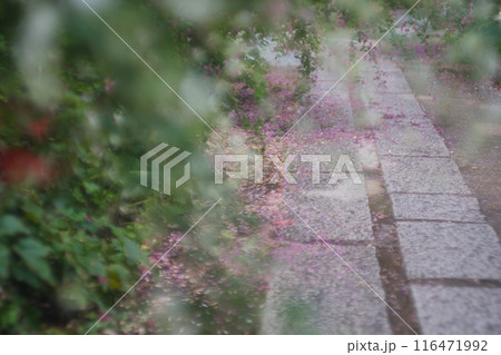 京都市伏見区勝念寺（かましきさん）に咲く清楚な秋の七草萩を撮影 116471992