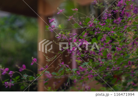 京都市伏見区勝念寺（かましきさん）に咲く清楚な秋の七草萩を撮影 116471994