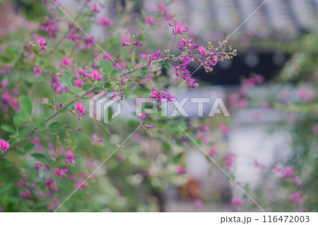 京都市伏見区勝念寺（かましきさん）に咲く清楚な秋の七草萩を撮影 116472003