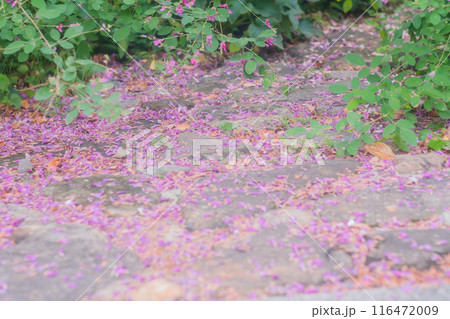京都市伏見区勝念寺（かましきさん）に咲く清楚な秋の七草萩を撮影 116472009