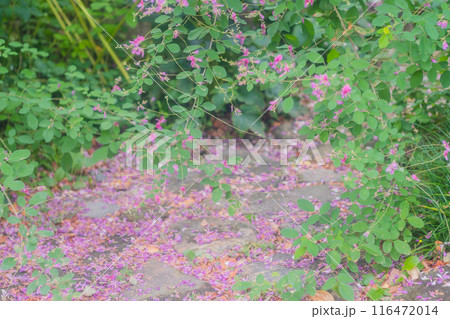 京都市伏見区勝念寺（かましきさん）に咲く清楚な秋の七草萩を撮影 116472014