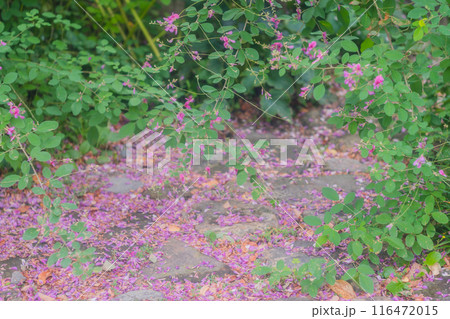 京都市伏見区勝念寺（かましきさん）に咲く清楚な秋の七草萩を撮影 116472015