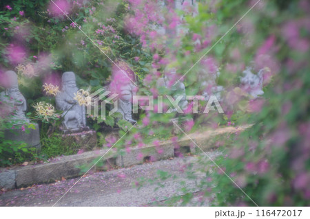 京都市伏見区勝念寺（かましきさん）に咲く清楚な秋の七草萩を撮影 116472017