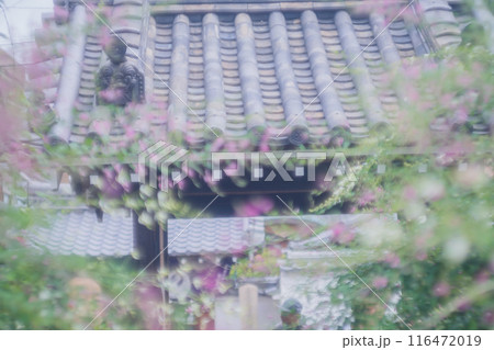京都市伏見区勝念寺(かましきさん)に咲く清楚な秋の七草萩を撮影 京都市伏見区勝念寺(かましきさん)に咲く清楚な秋の七草萩を撮影 116472019