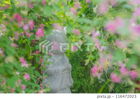 京都市伏見区勝念寺(かましきさん)に咲く清楚な秋の七草萩を撮影 京都市伏見区勝念寺(かましきさん)に咲く清楚な秋の七草萩を撮影 116472023