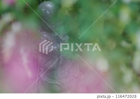 京都市伏見区勝念寺（かましきさん）に咲く清楚な秋の七草萩を撮影 116472028