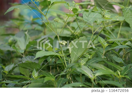 イヌホオズキの若い実 116472056