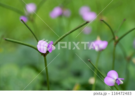 畑に咲くクロササゲの花 116472483