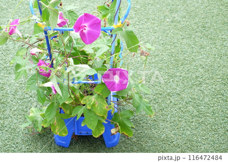 小学1年生が学校で育てた朝顔(アサガオ） 116472484