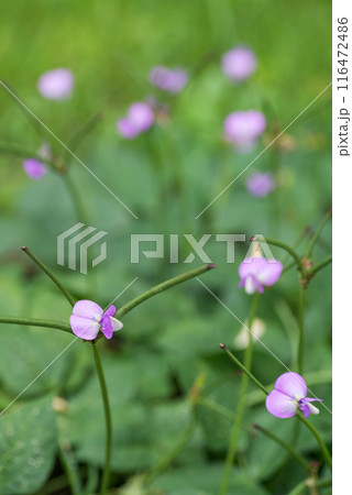 畑に咲くクロササゲの花 116472486