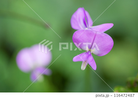 クロササゲの花のアップ クロササゲの花のアップ 116472487