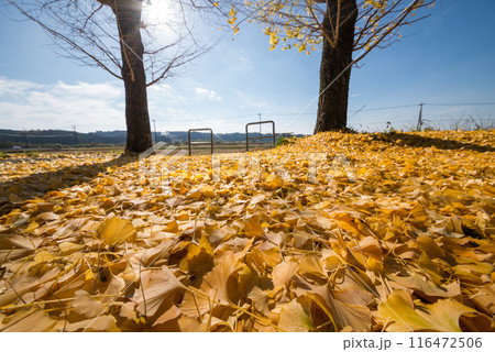太陽をバックに一面のイチョウの黄色い落葉 太陽をバックに一面のイチョウの黄色い落葉 116472506