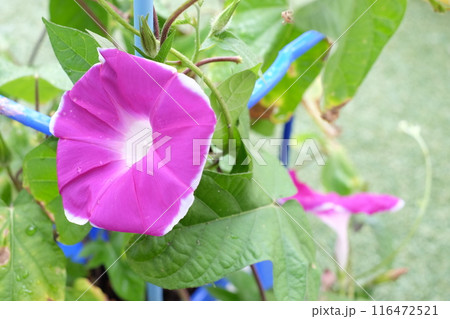 小学1年生が学校で育てた朝顔(アサガオ） 116472521