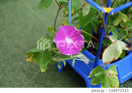 小学1年生が学校で育てた朝顔(アサガオ) 小学1年生が学校で育てた朝顔(アサガオ) 116472523