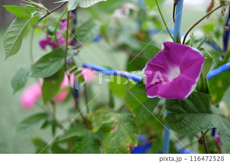 小学1年生が学校で育てた朝顔(アサガオ） 116472528